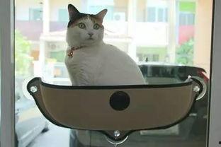 娱乐吃瓜酱改造猫窝